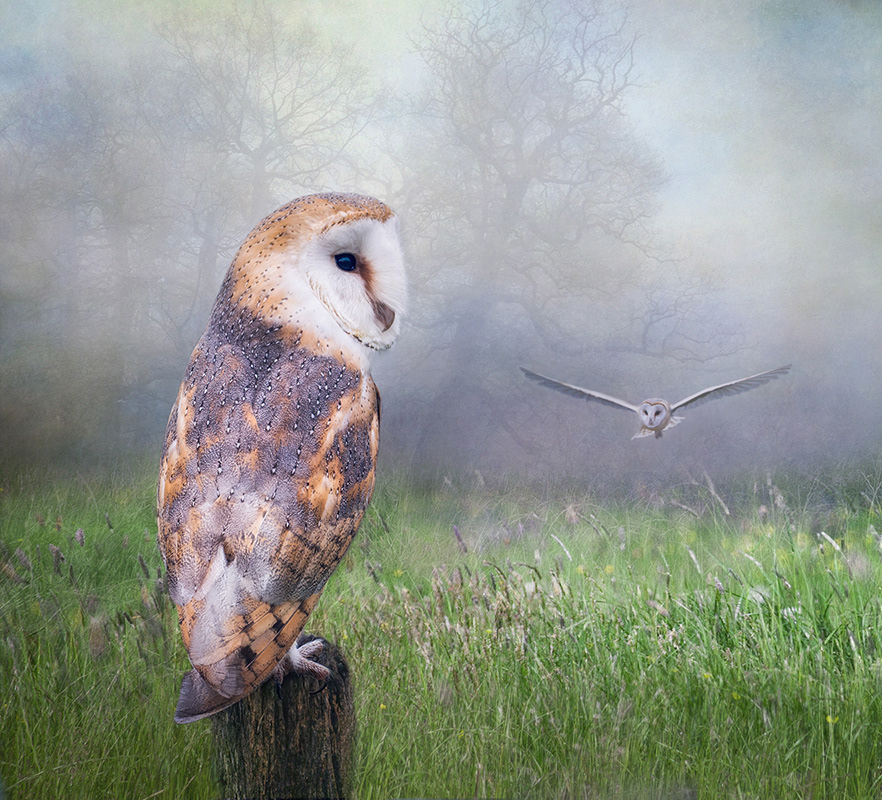 Barn Owls
