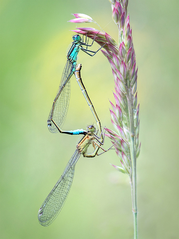 Blue Tailed Damselfly Pair