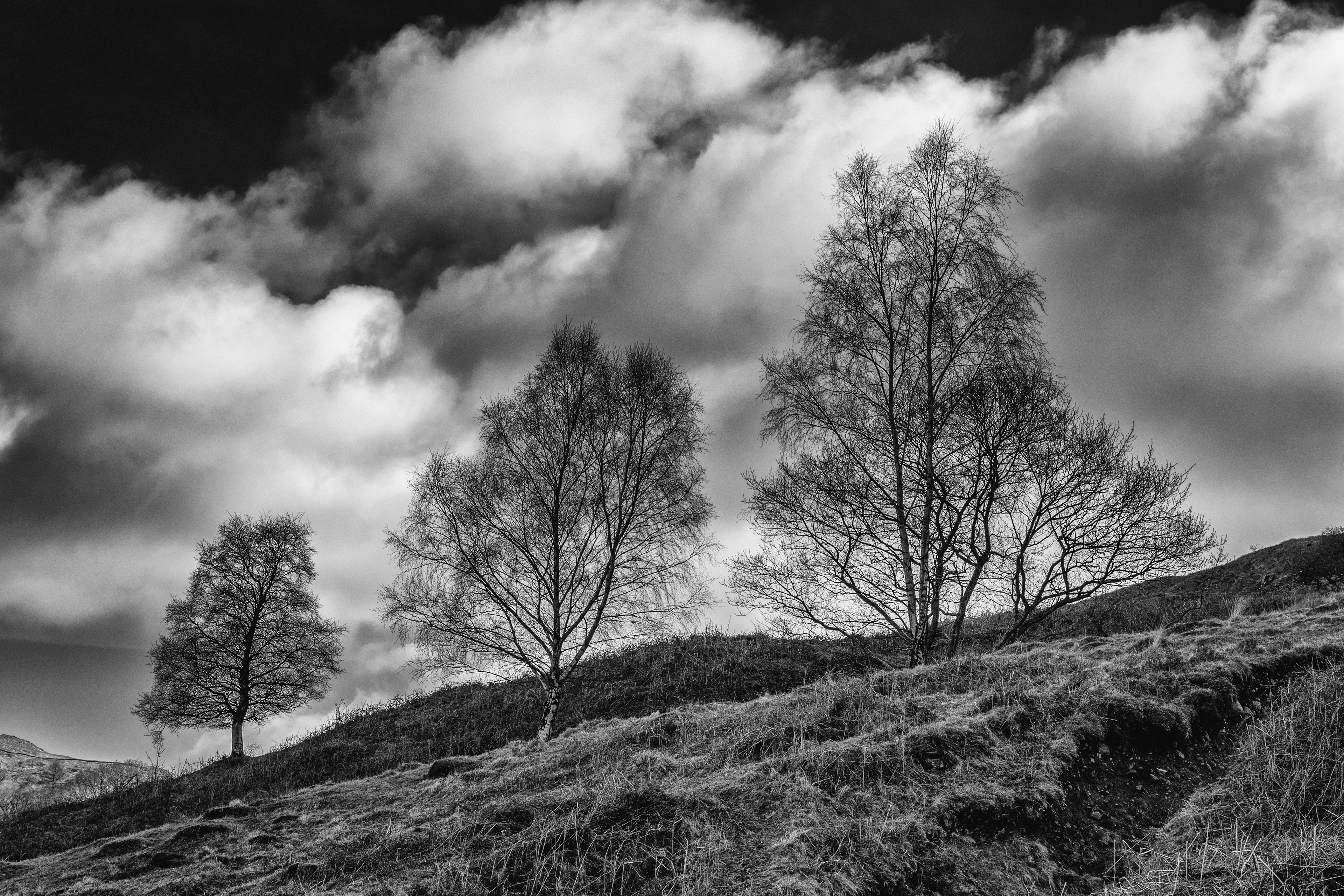 Three trees against a cloudy sky