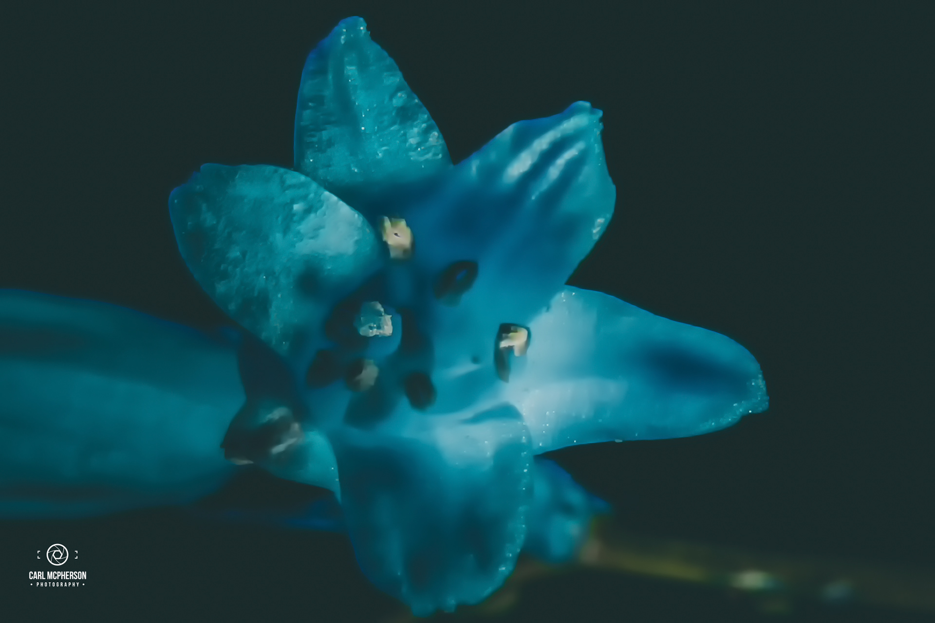 Week 17: Soft! - Bluebell