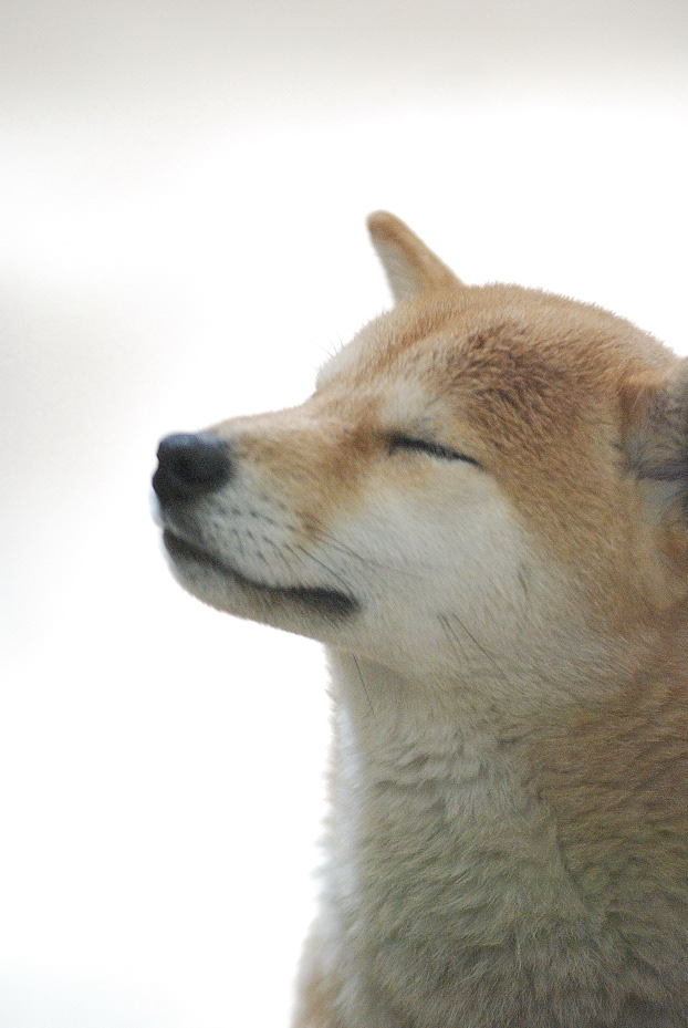 未来のしっぽ 犬たちをおくる日