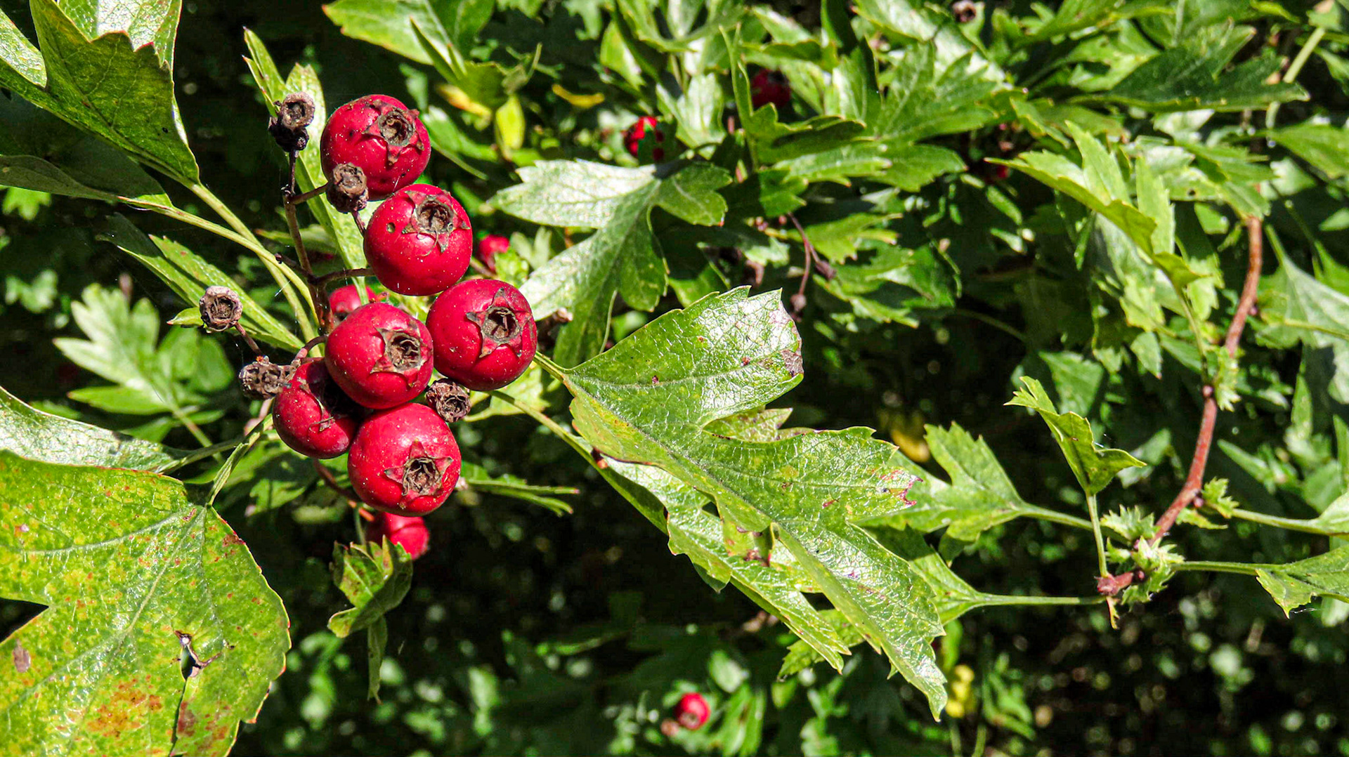 Peppard Wood, Oxfordshire