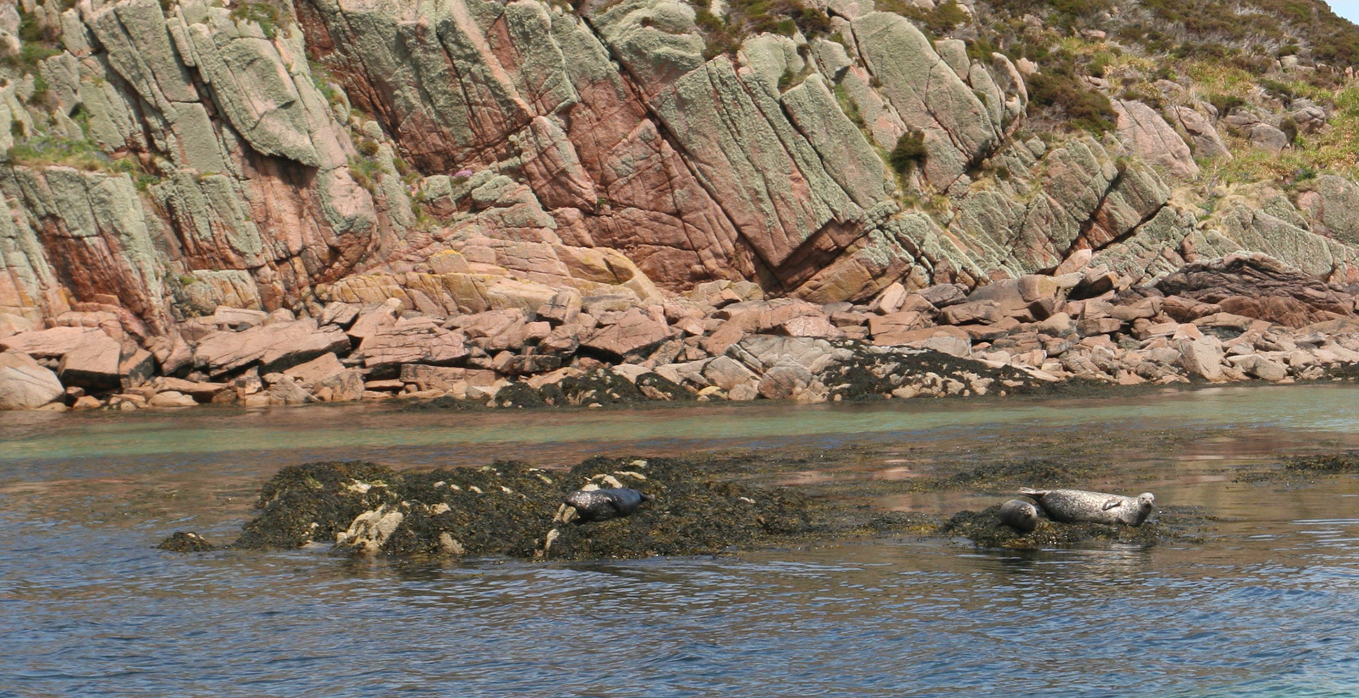 Harbour seal in The Isle of Mull, Scotland