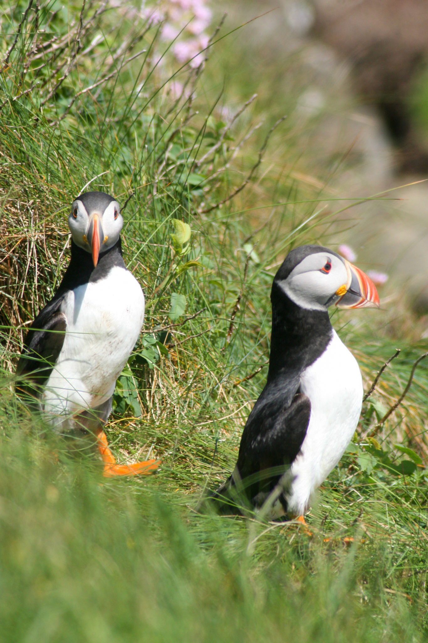 Puffin The Isle Staffa, Scotland