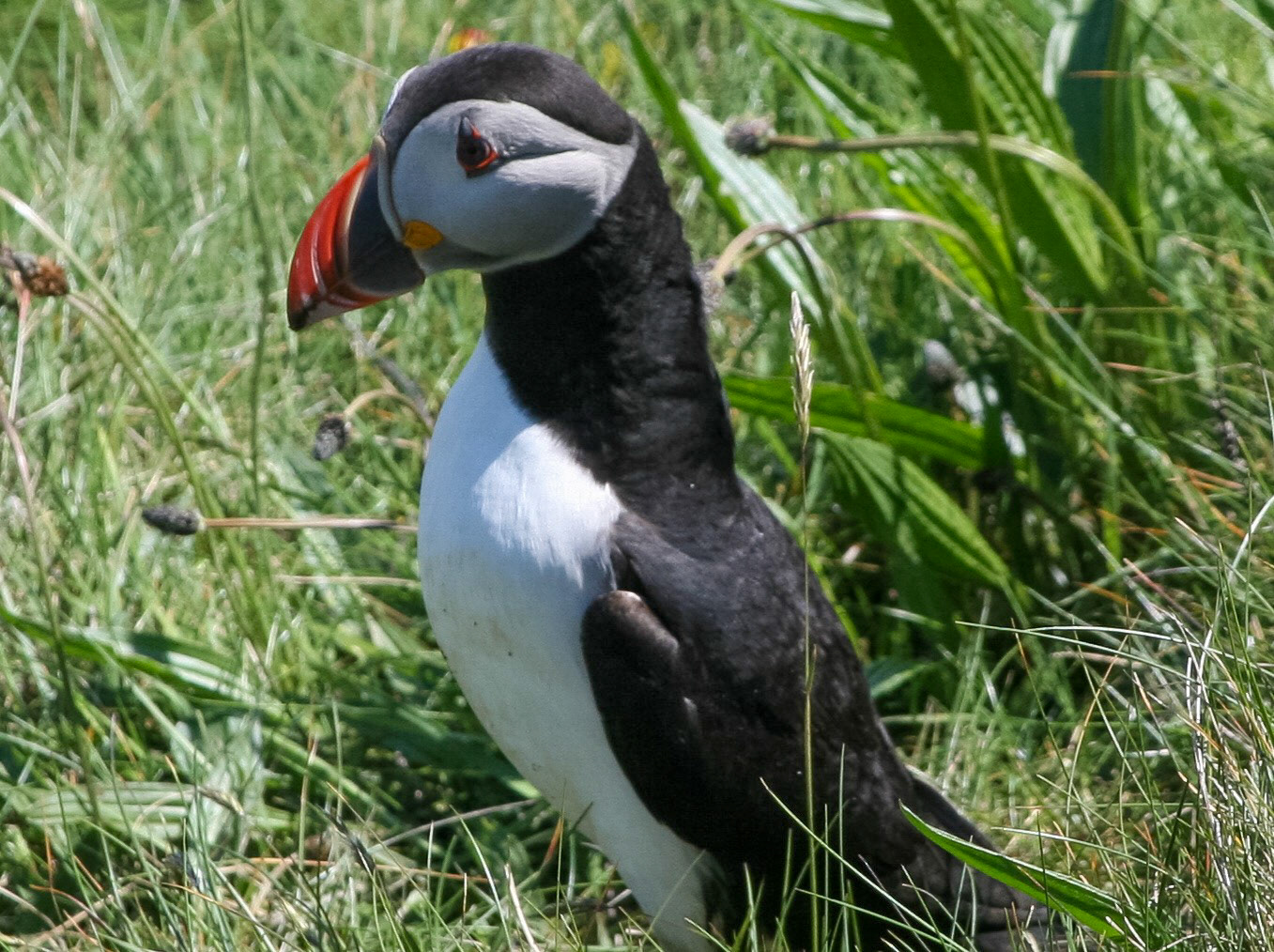 Puffin Isle Staffa, Scotland