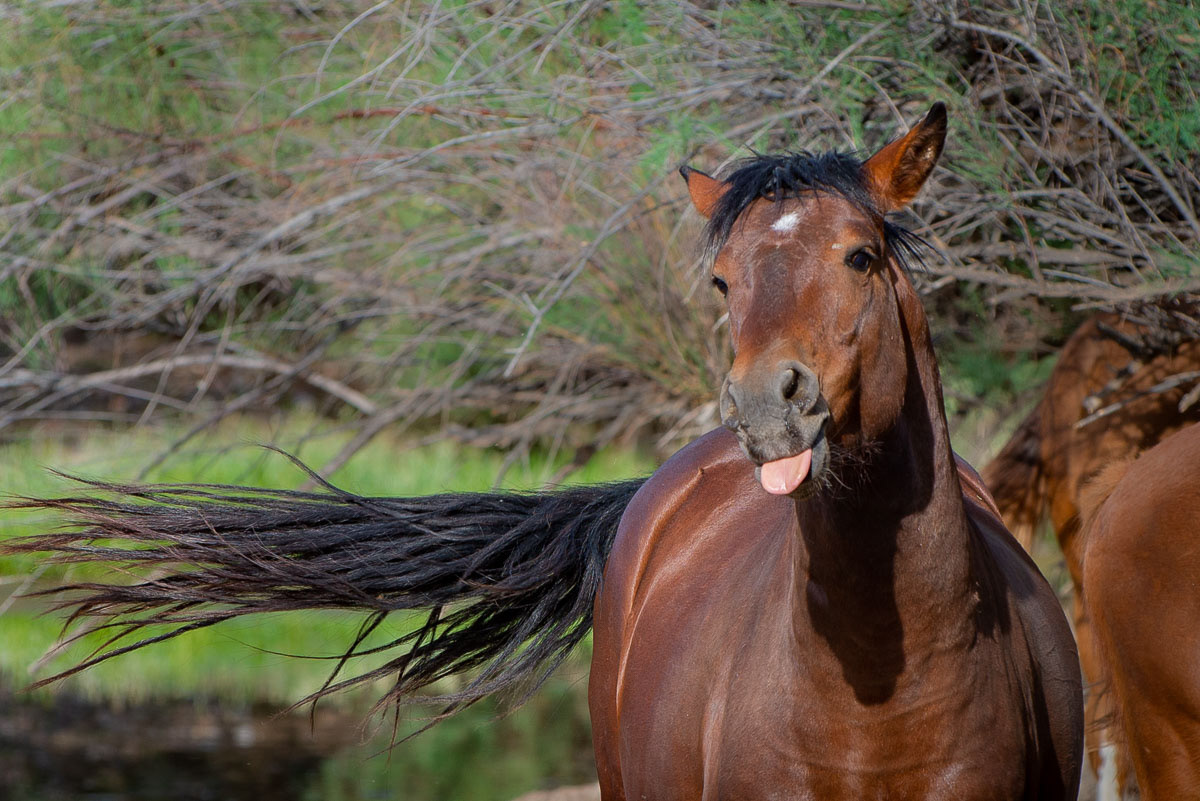 Wild horse 2