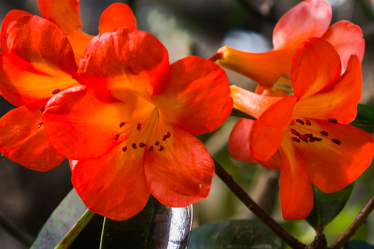 Rhododendron Laetum