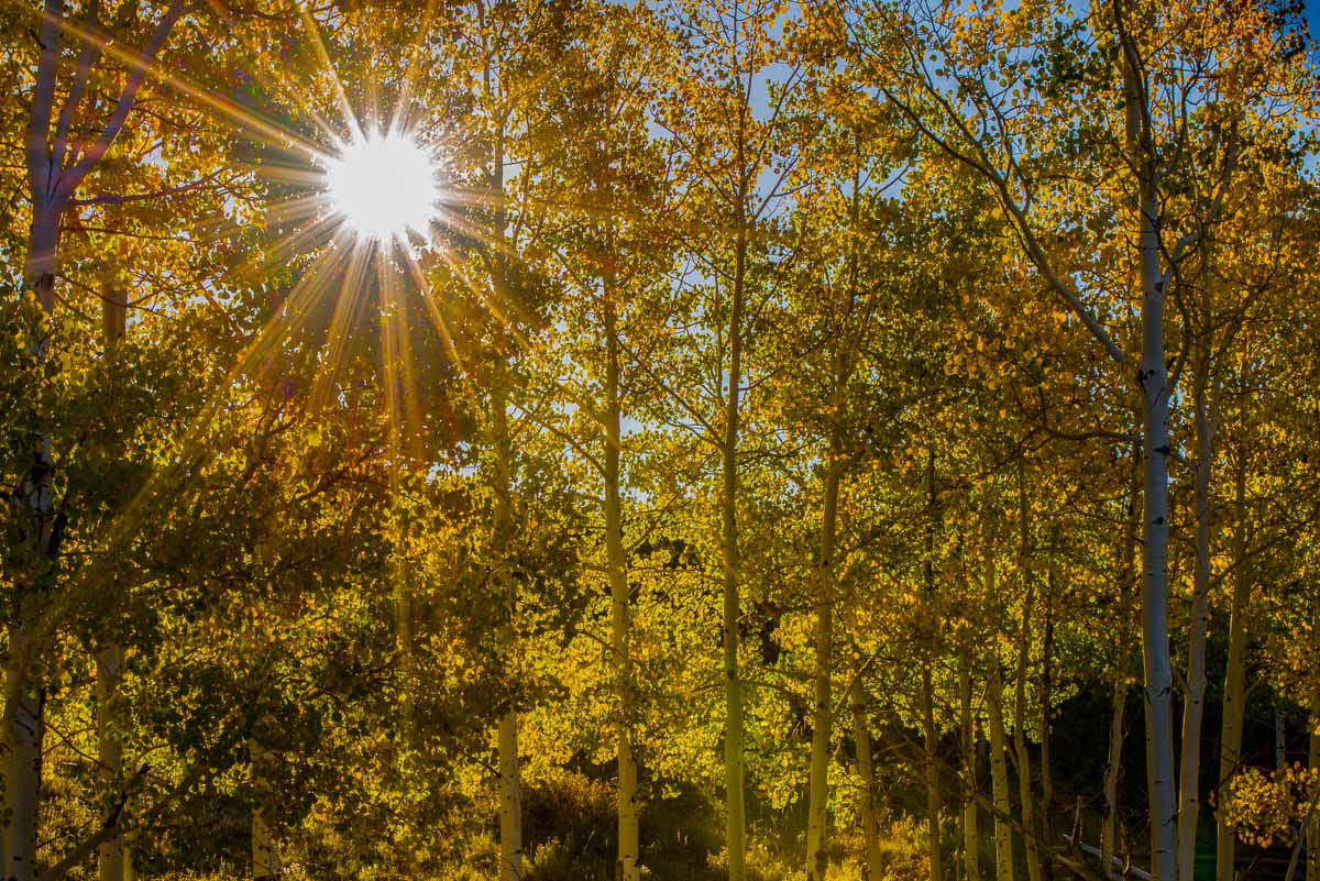 Sunstar through Aspen Trees