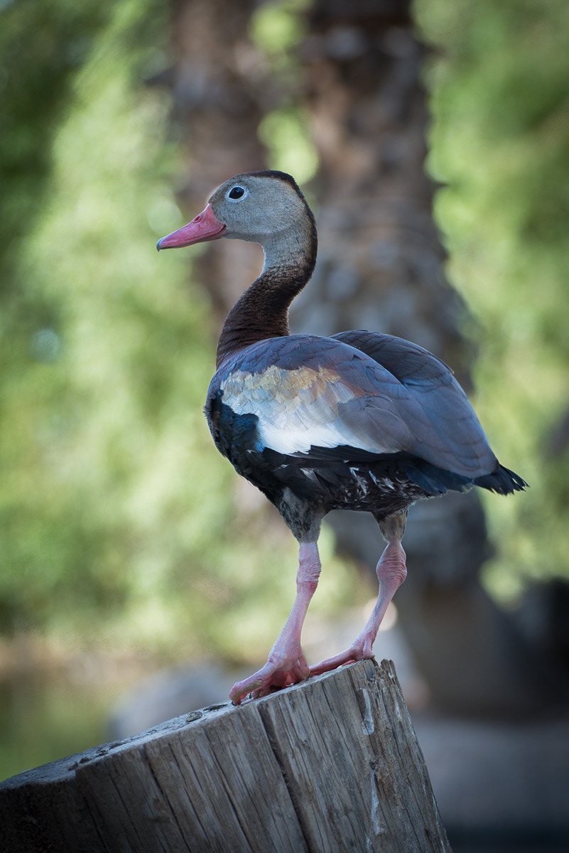 Black-bellied Whistling Duck-Dendrocygna autumnal