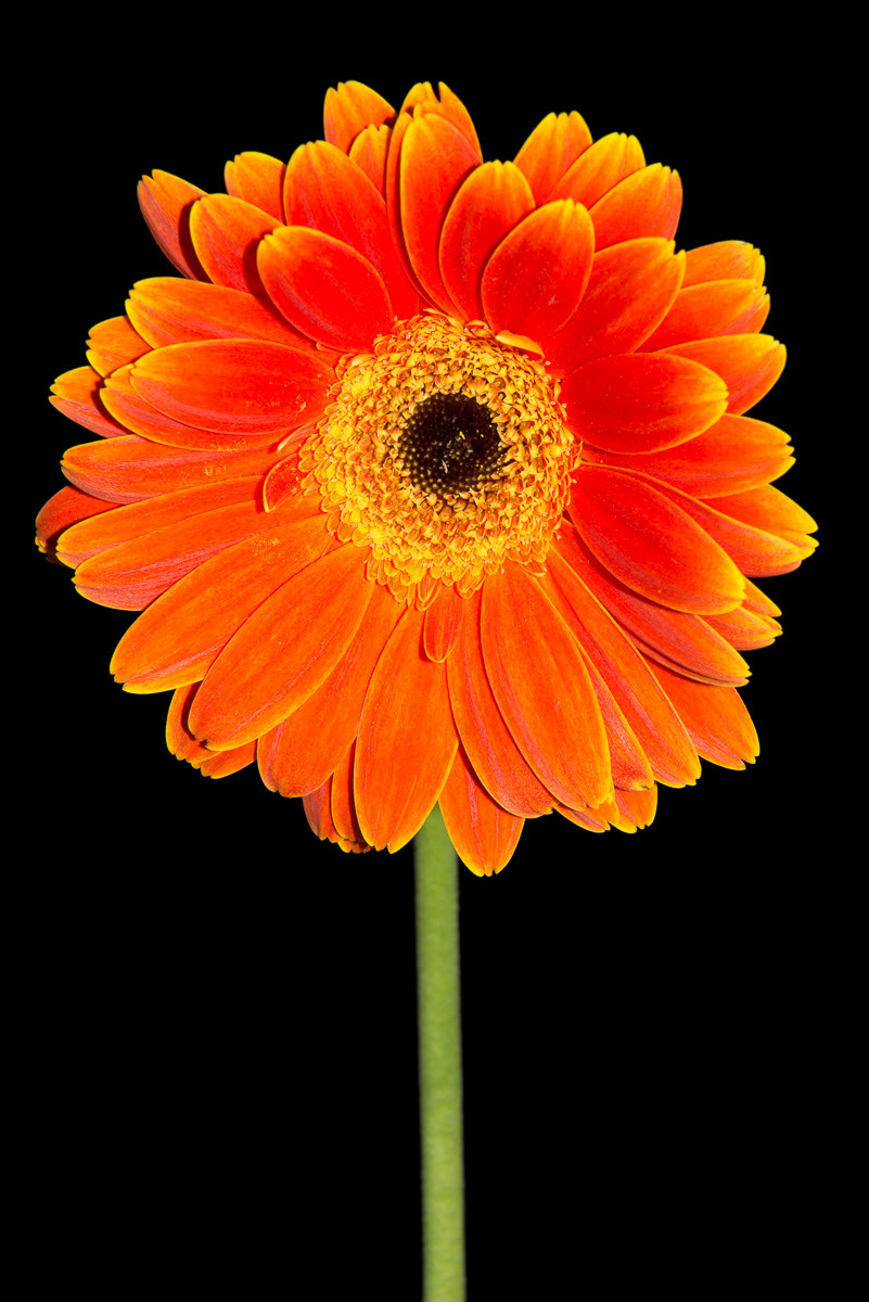 Gerber Daisy