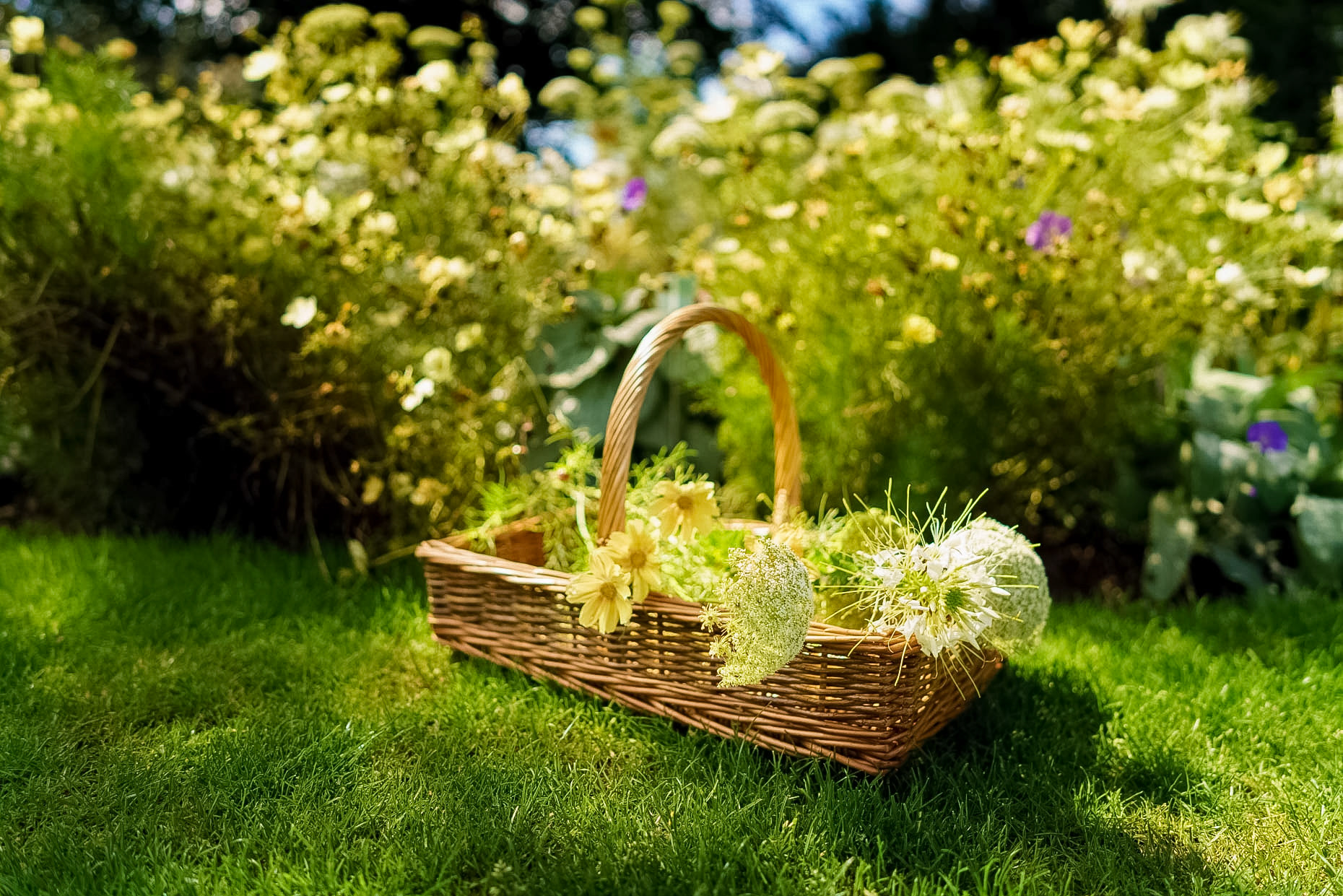 Spring flowers