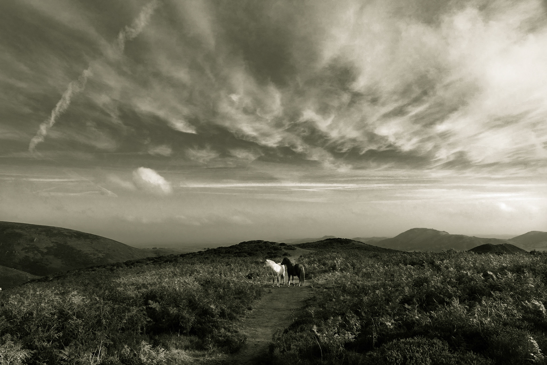 Long Mynd horses