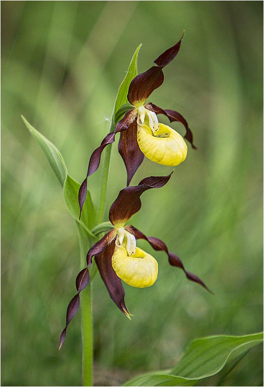 Lady Slipper Orchid