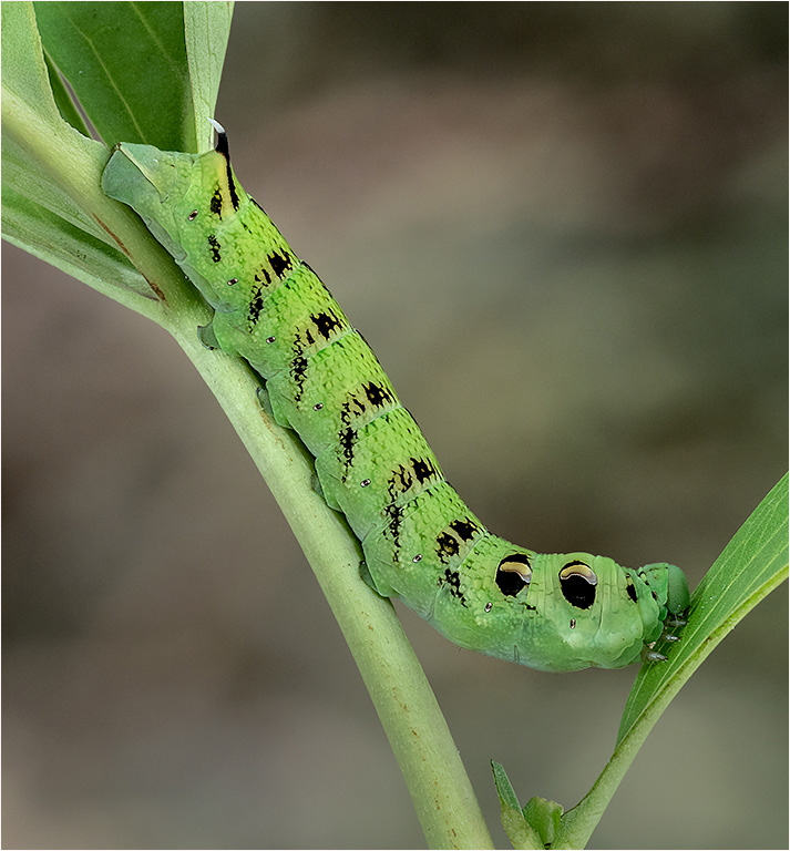 Elephant Hawk Moth Caterpillar 1