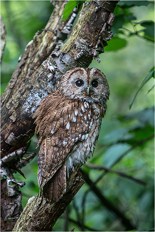Tawny Owl