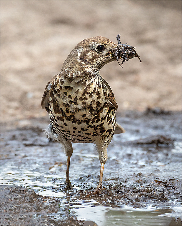 Mistle Thrush with nesting material