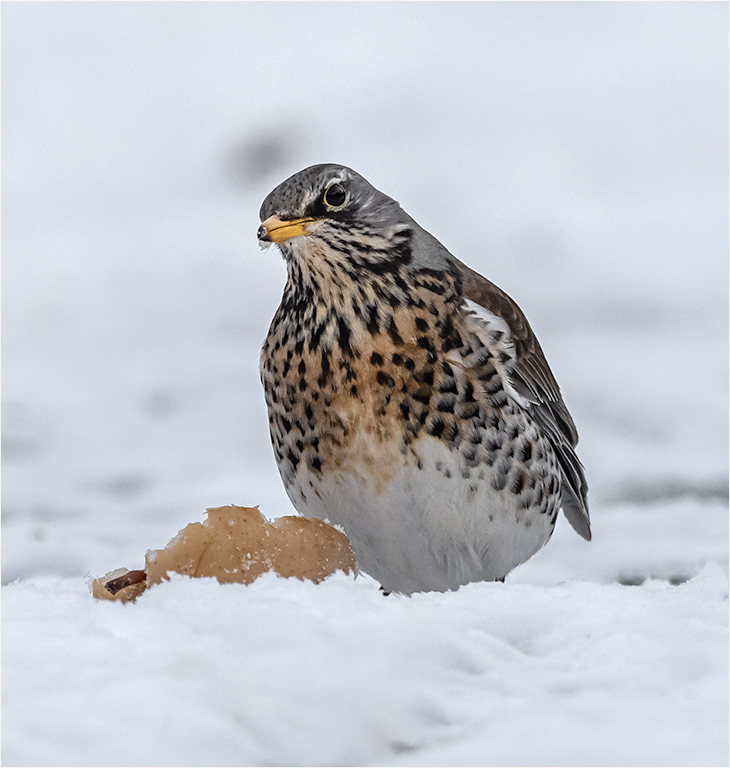 Fieldfare in the Snow