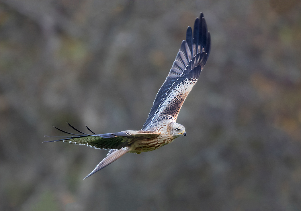Red Kite