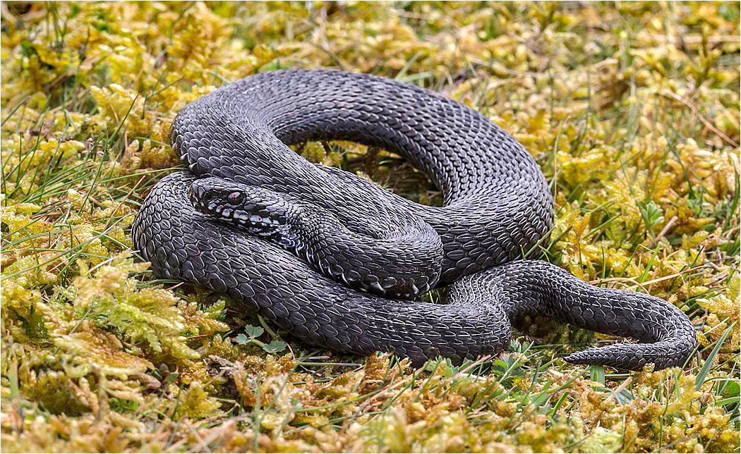 Adder -Vipus Berus