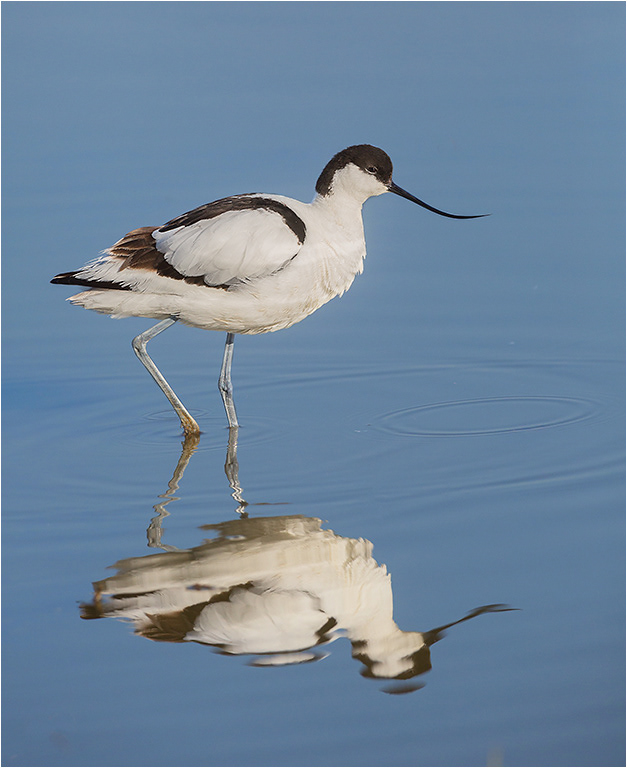 Avocet