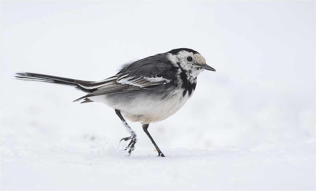 Pied Wagtail