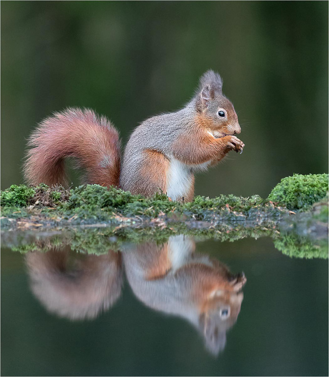 Red Squirrel
