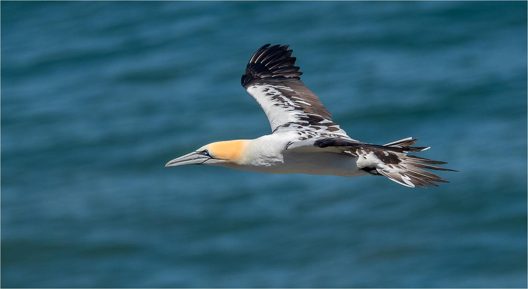 Gannet