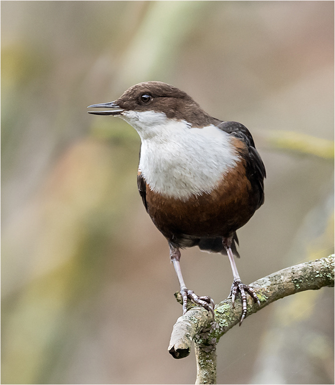 Dipper