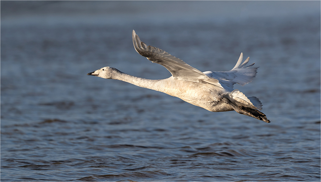 Swan in Flight