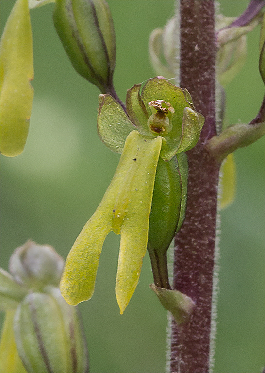 Twayblade Orchid