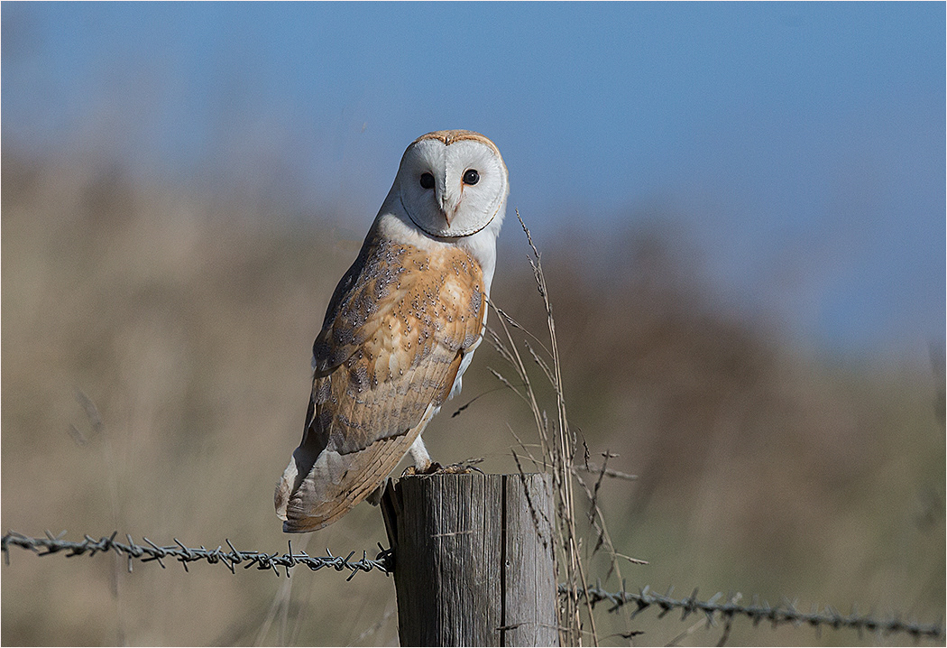 Barn Owl