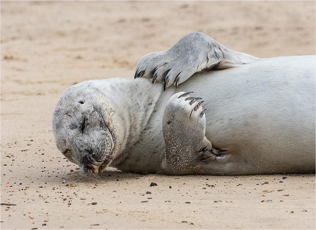 Seals Norfolk