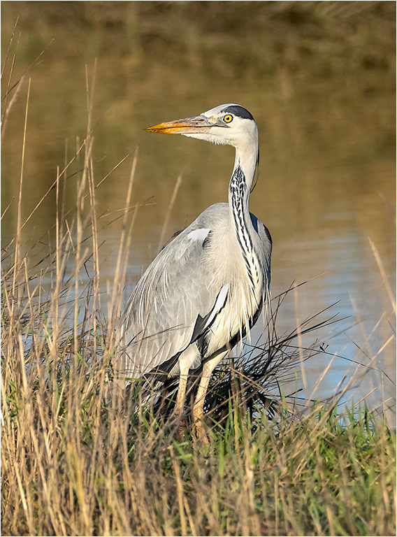 Heron