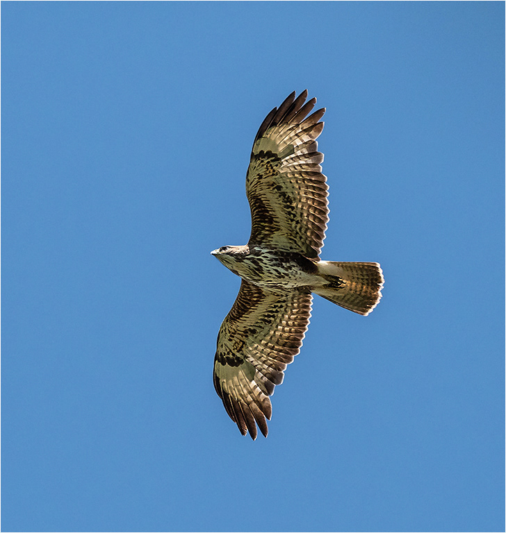 Buzzard