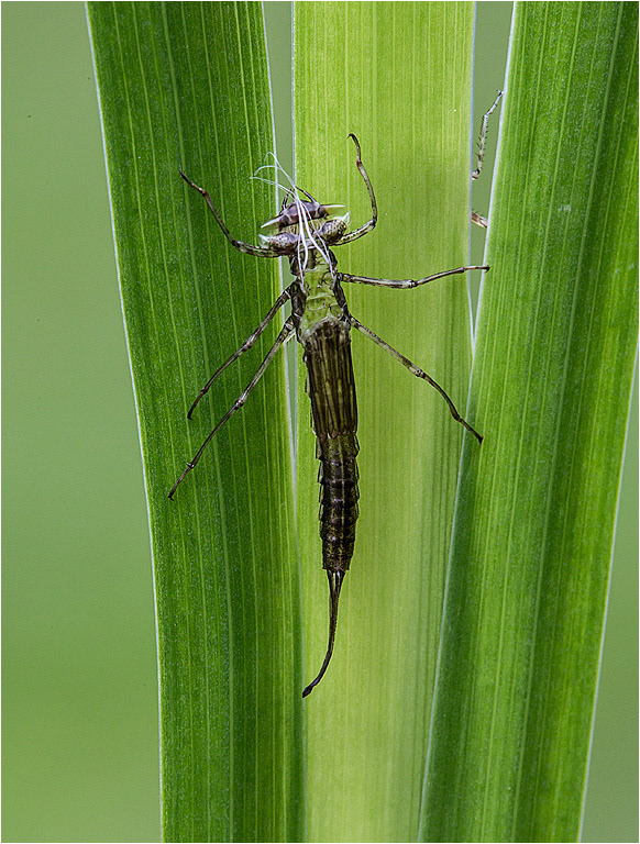 Exuvia