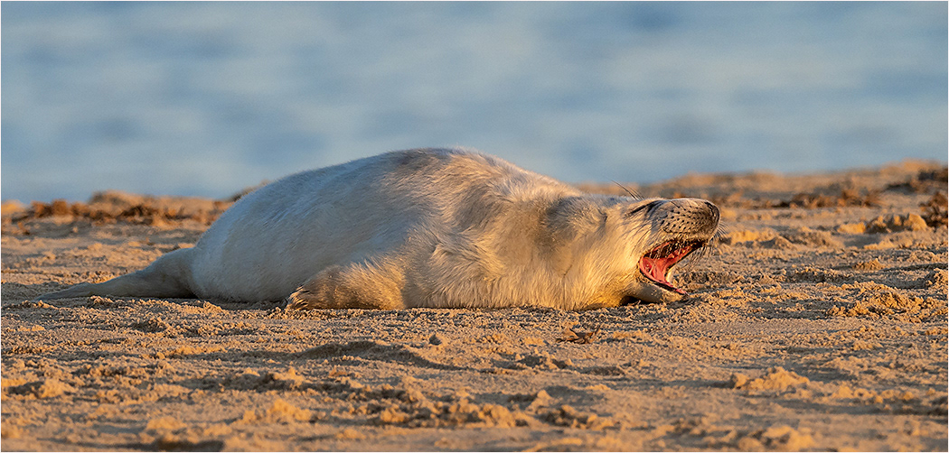 Seals Norfolk