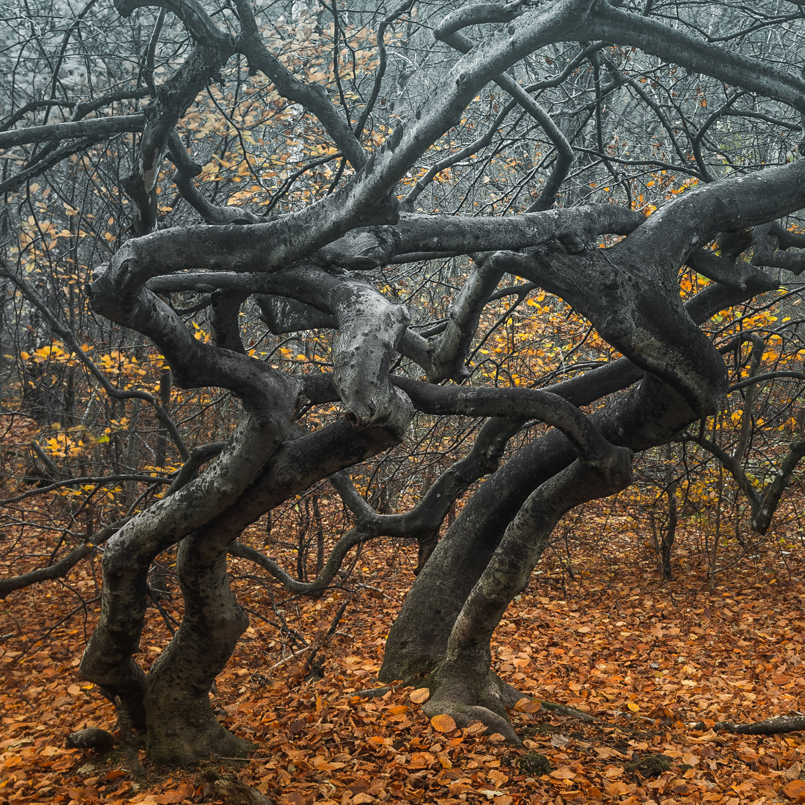 Trollskogen, Torna Hällerstad