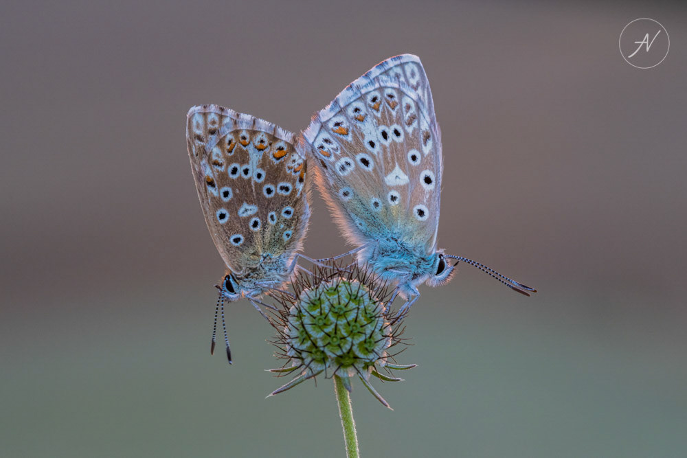 3 | Chalkhill Blue pair at sunset