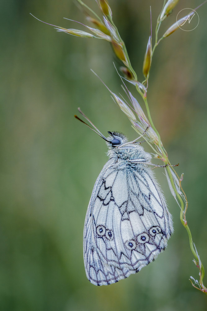 6 | Marbled White