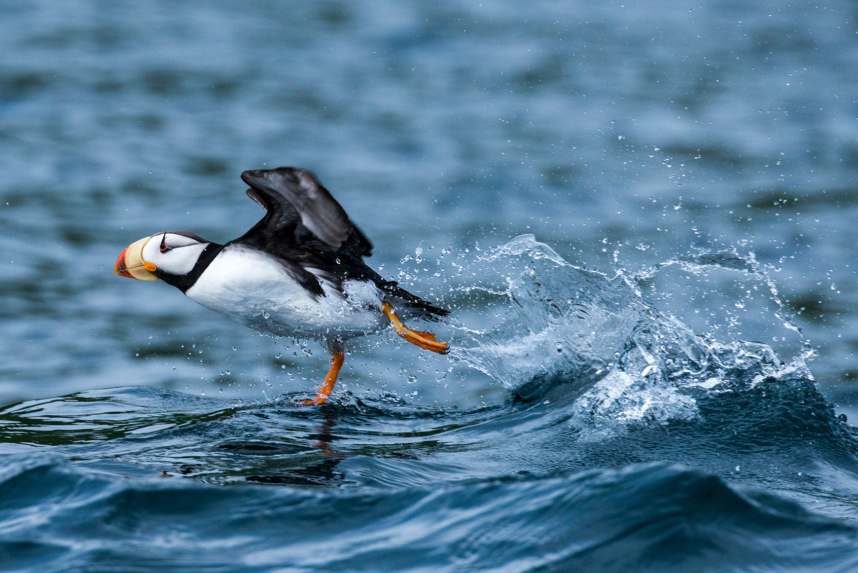 Alaska, Aleutian Islands, Unga Island - Horned puffin