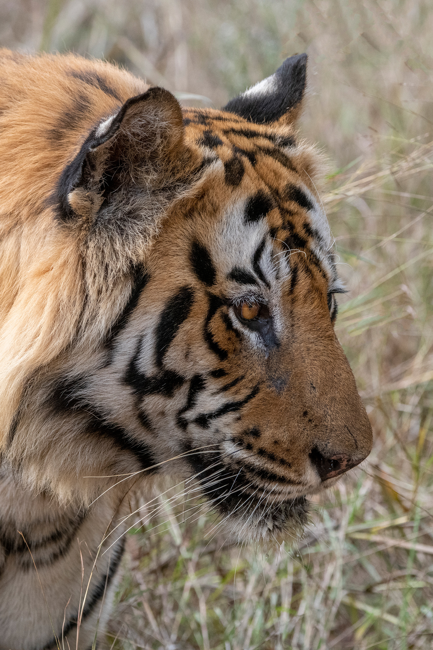 India - Bengal Tiger