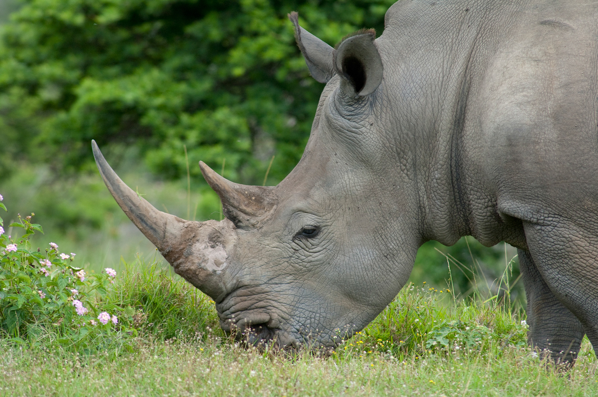 South Africa, Inkwenkwezi - African White Rhinoceros