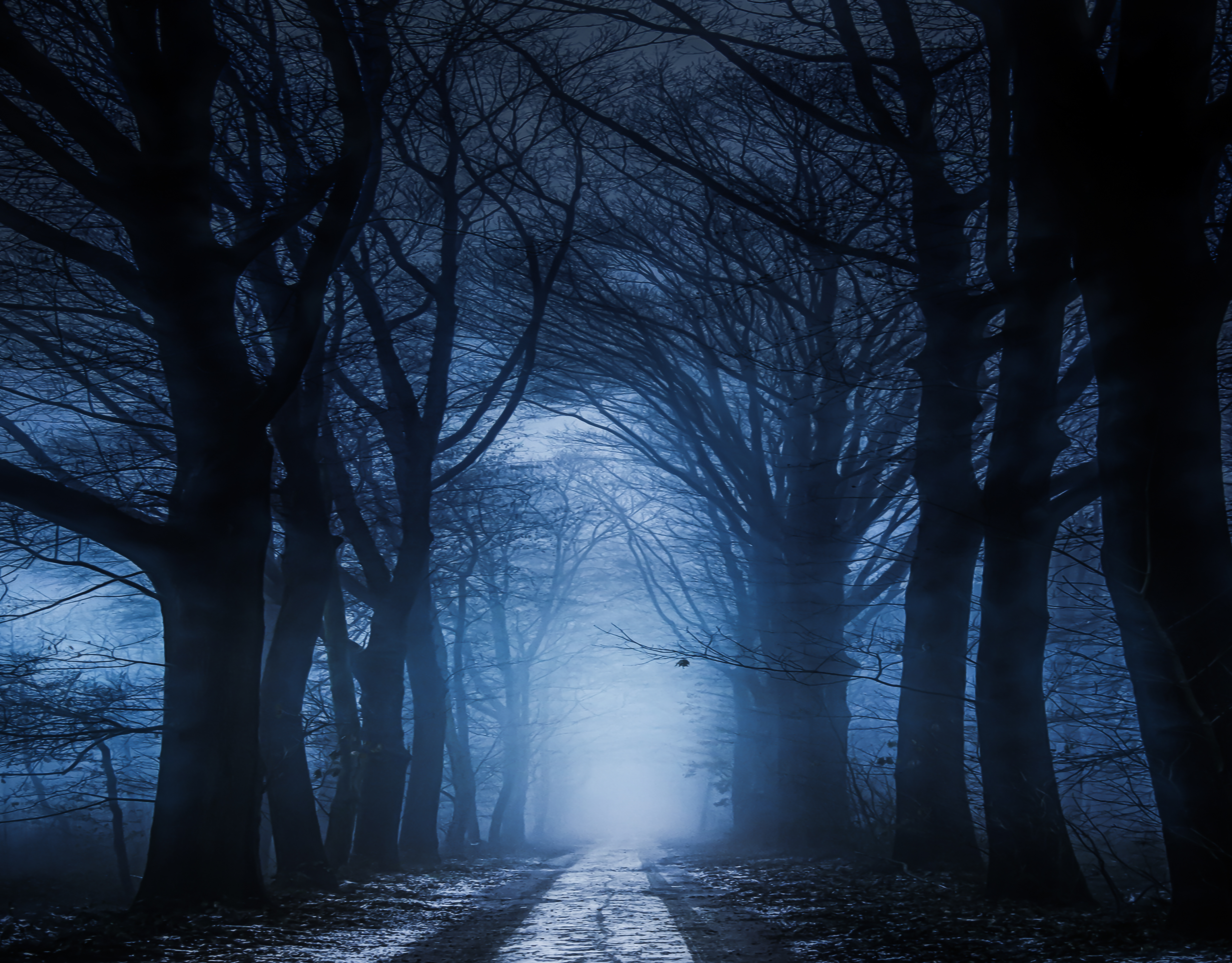 Cold and dark. Темный лес. Страшный лес красивый. Dark Path in the Forest. Cold Dark Forest.