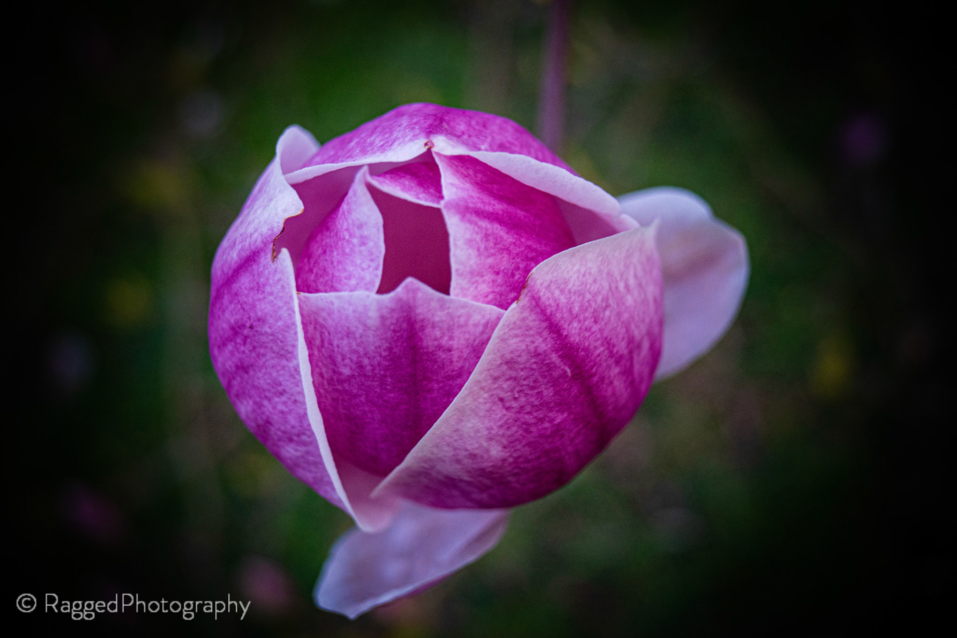 Pink flower