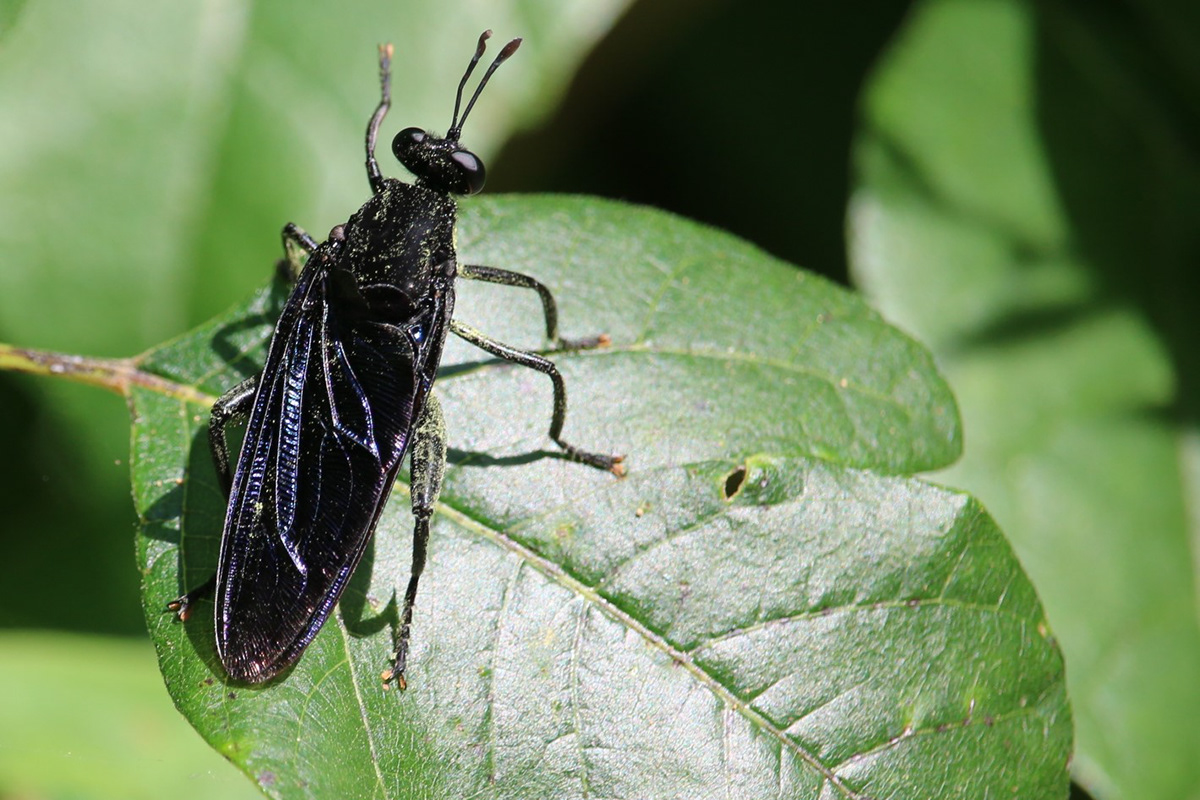 jevons wang - Texas Insects