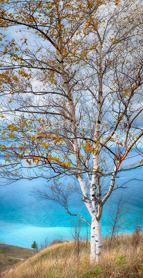 This birch stands high on Mount Baldy near the Treat Homestead south of Empire. The Turquoise waters of Lake Michigan provide a backdrop