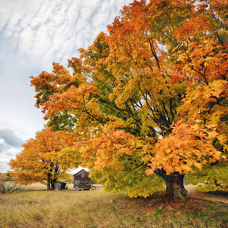 An autumn maple stands as a sentinel of the Martin Basch Homestead at Port Oneida. A small barn and corn crib are seen under the branches