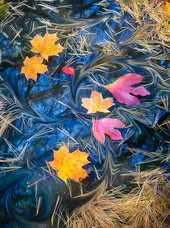 Pine needles laying in a puddle beneath trees — reflecting the sky and reflecting autumn colors. Maple and Sassafras leaves swimming in a blue puddle