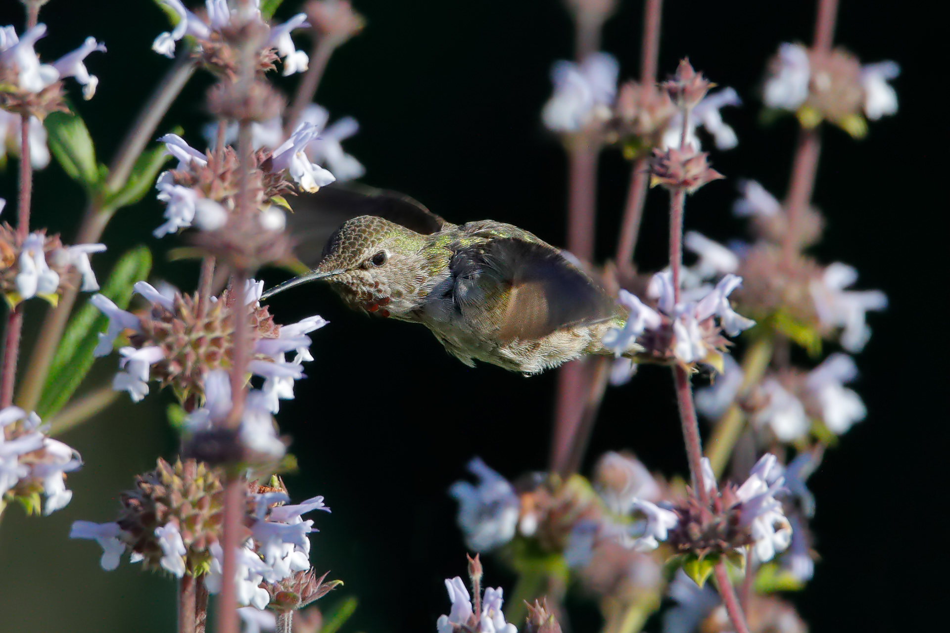 Anna's Hummingbird