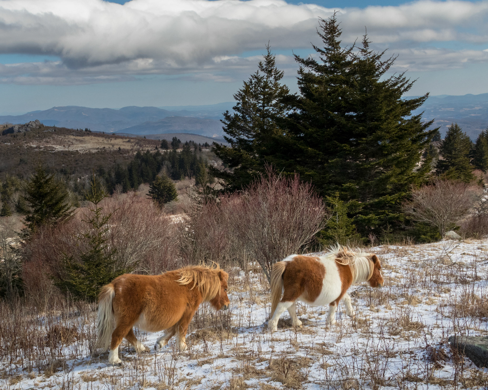 Winter Morning at Grayson Highlands